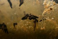 Kikkervisjes in een Pingo